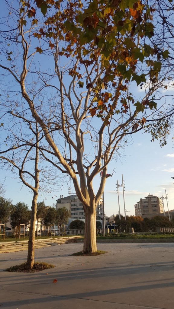 Taksim gezi parkı
