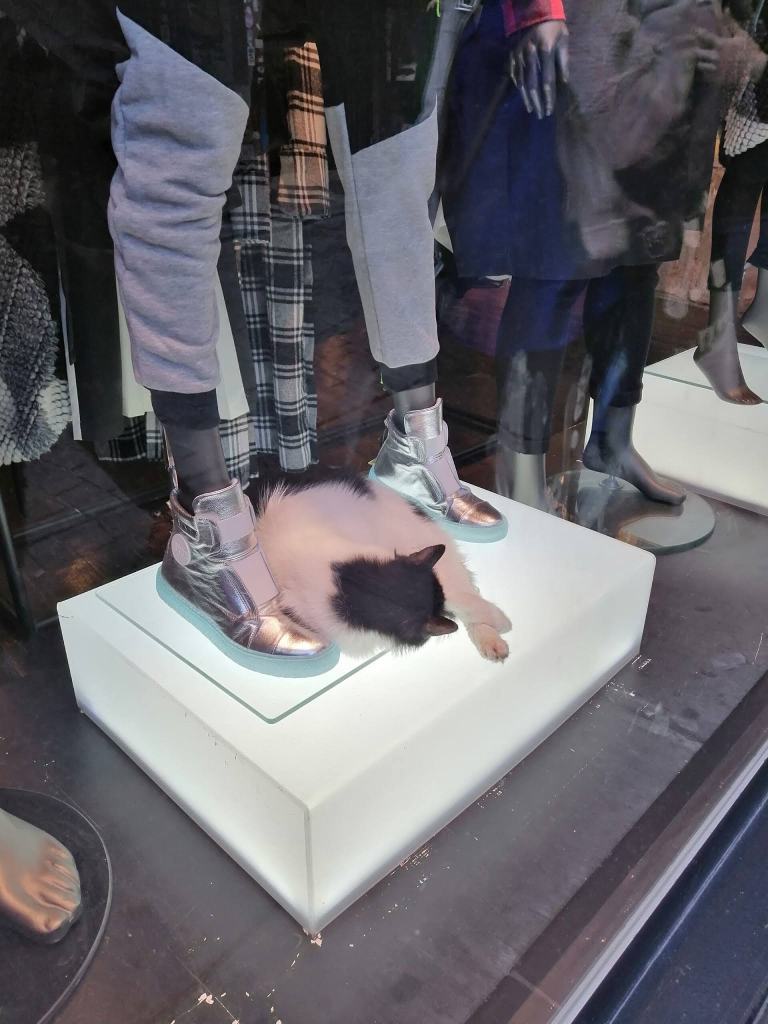 Dükkan vitrinindeki kedi