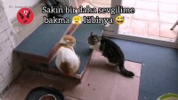 kedi kavgası