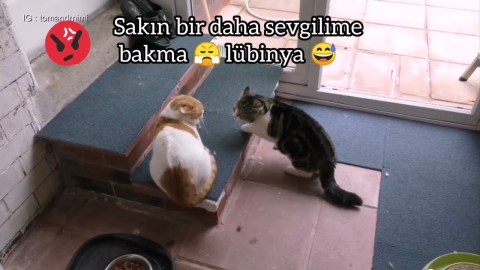 kedi kavgası